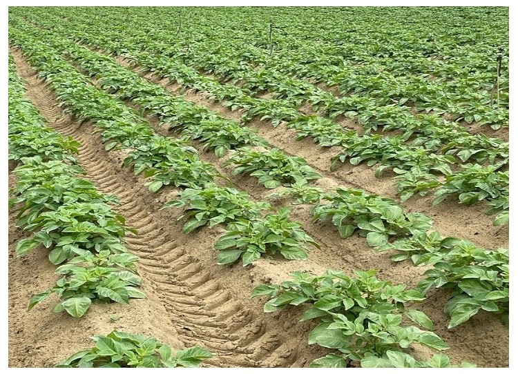 Plantación de patatas