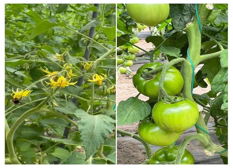 Abejorros y tomates